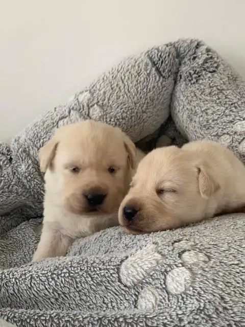 Adopter Labrador Retriever 
                        Chiot N°5 01d28