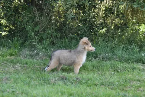 Shetland Sheepdog  Chiot N°6 De La Terre De Neaure photo 2