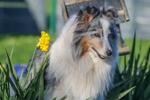 Shetland Sheepdog  Chiot N°2 Du Domaine De Noa photo 3