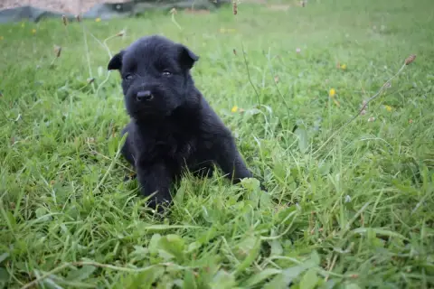 Berger Allemand Poil Long  Chiot N°5 Une Patte De Dia fde8f