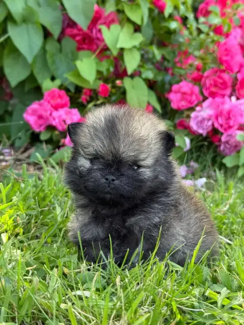 Spitz Allemand  Chiot N°2 Des Pom'S D'An Arvor