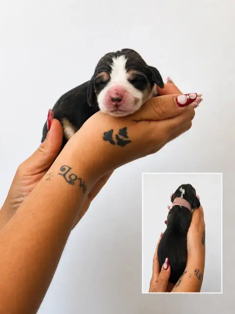 Beagle  Chiot 1 Collier Rose Corsicahusky