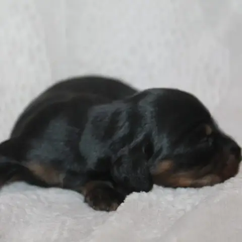 Teckel Poil Long 
                        Chiot N°3 D 4295e photo 2