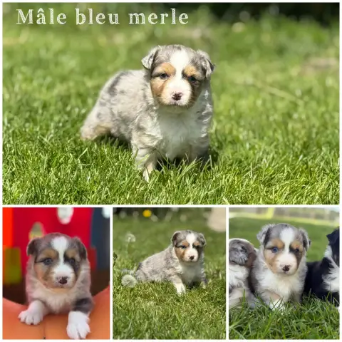 Berger Américain Miniature  Mâle Bleu Merle Des Terre d35de