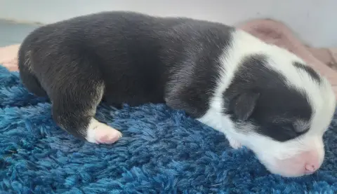 Welsh Corgi Pembroke  Benito photo 2