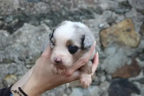 Berger Australien  Chiot 4 De La Vallée De L'Hyrome 2c125