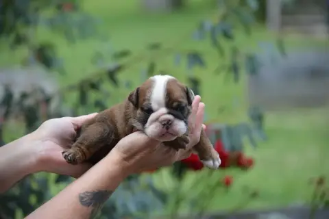 Bulldog Anglais photo 3