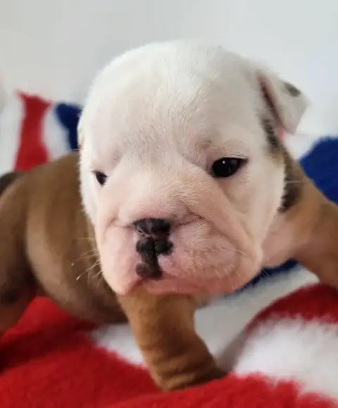 Bulldog Anglais  "Banshee"