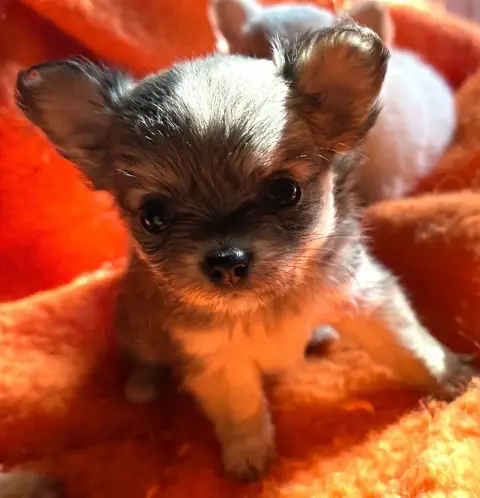 Chihuahua  Apie Du Royaume D'Hautecour