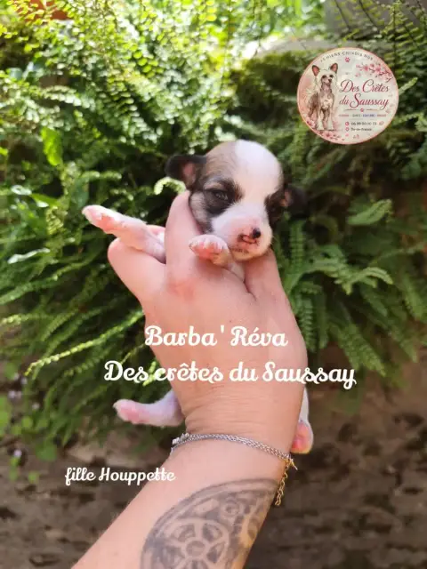 Chien Chinois À Crête  Barba'Réva Des Crêtes Du Sauss 91fad