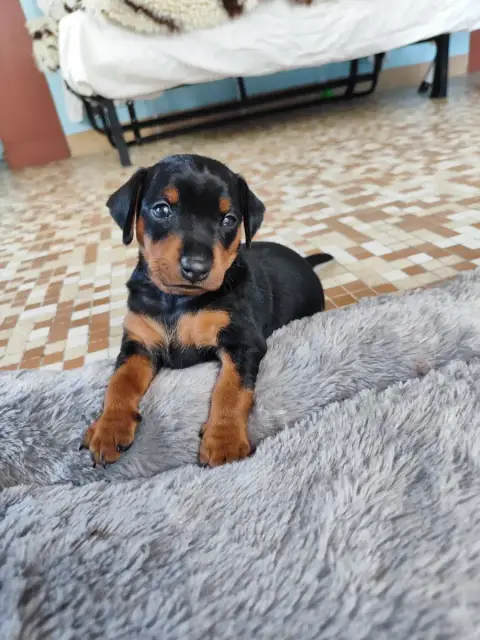 Pinscher Nain  Billy Beau Gosse Des Pinschouns Du Pou 82f61