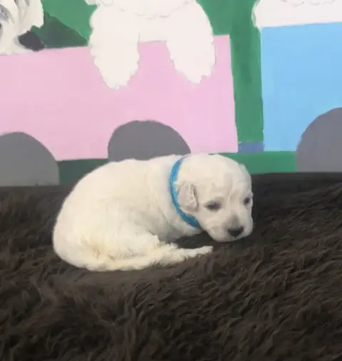 Bichon Frise  Chiot N°1 Von Bereich Sandalvi