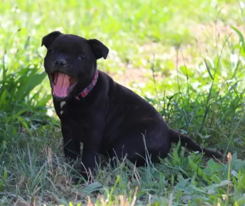 Staffordshire Bull Terrier  Bradley Du Domaine Des Au a311b photo 2