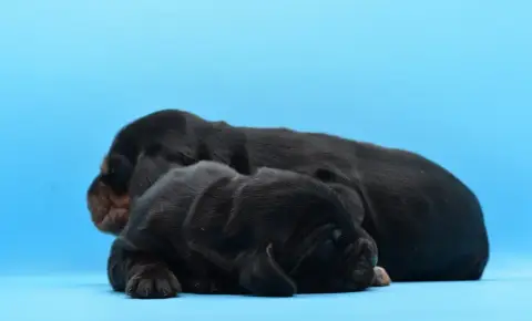 Cocker Spaniel Anglais 
                        Chiot 0c27c