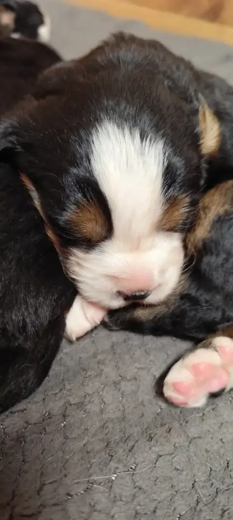 Bouvier Bernois  Chiot N°2 Des Merveilles De La Natur e0598