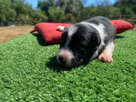 Border Collie  Baya Des Précieuses Fées
