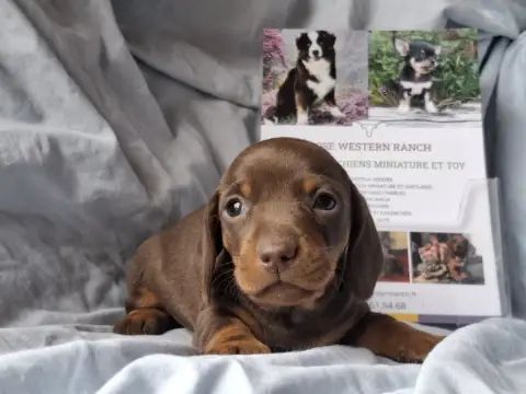Teckel Poil Ras  Chiot N°2