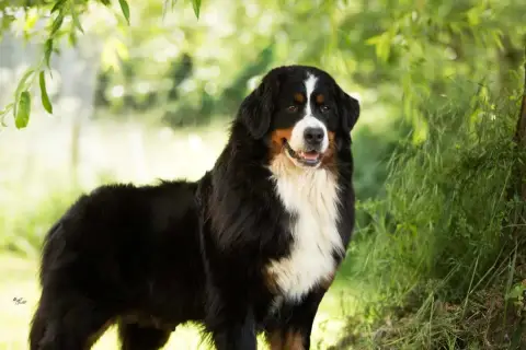 Bouvier Bernois  Chiot N°4 De La Pierre Qui Croule photo 3