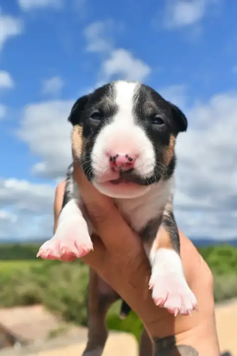 Bull Terrier Miniature