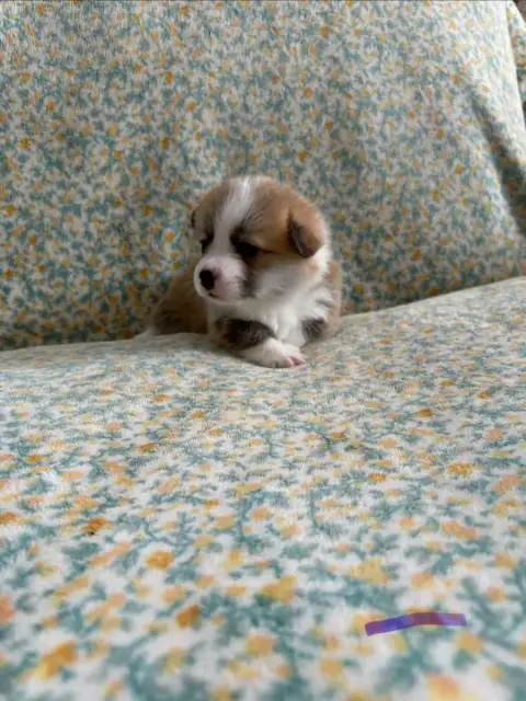 Welsh Corgi Pembroke  Collier Violet