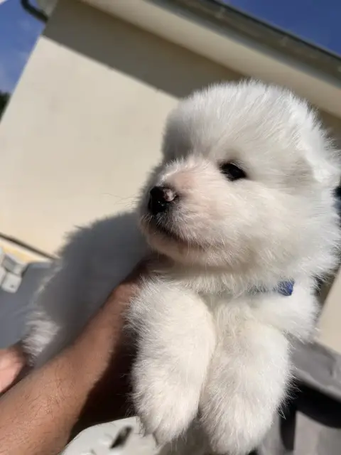 Samoyède  Chiot N°5