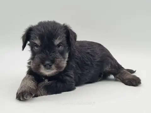 Schnauzer Miniature  Ben- photo 3