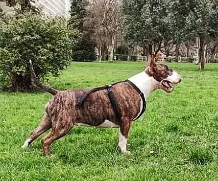 Bull Terrier photo 3
