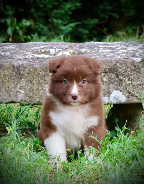 Berger Australien  Chiot N°5 Red Rock River photo 2