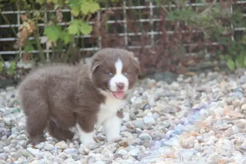 Berger Américain Miniature  Chiot N°2 Na Caorrun
