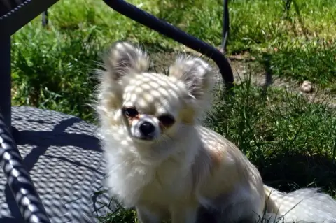 Chihuahua  Bijoux Du Hameau De Selcra photo 3