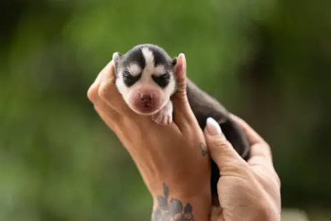 Siberian Husky  Baby Doll Sibérian Of Winter Bell