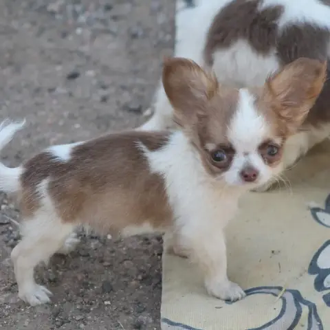 Chihuahua  Betty De L'Arche De Lolita photo 3