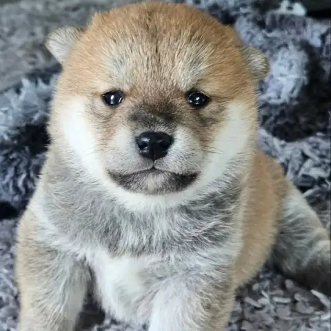 Shiba  Bella De British And Us photo 3
