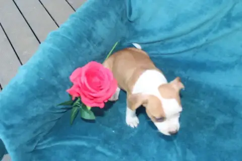 Staffordshire Bull Terrier  Chiot N°3 Des Terres De L 6e146 photo 3