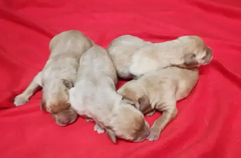 Labrador Retriever  B... Des Adrilines Des D'Opale De 3edba
