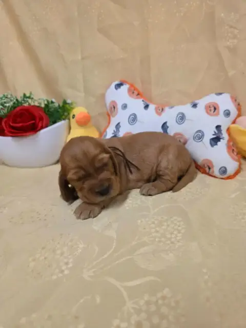 Cocker Spaniel Anglais 
                        B.... 5747c photo 2