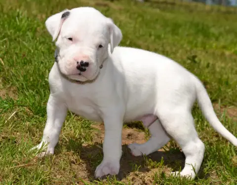 Dogo Argentino  Collier Gris Del Angel De Los Volcano 59ebc