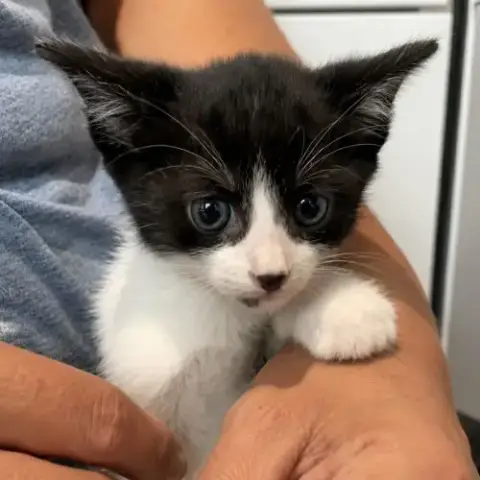 Mignon Felix