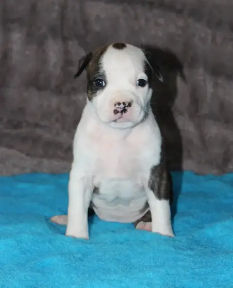 American Staffordshire Terrier  Varang - photo 3