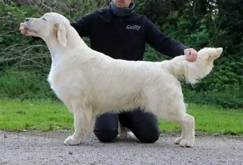 Golden Retriever  Butterfly photo 2