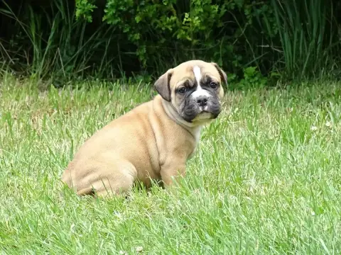 Bulldog Continental  Bentley Du Mont De L'Aigle photo 3