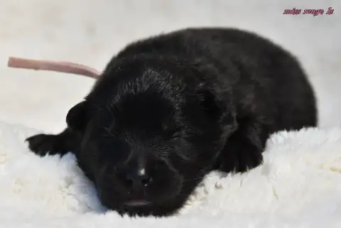 Eurasier  Chiot 3 Des Legendes De Retz