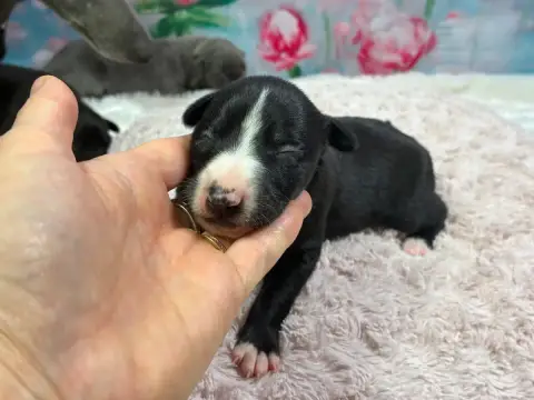 Whippet