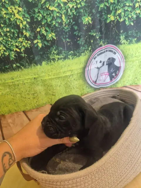 Cane Corso  Chiot N°3 Des Diamants Du Colisée Jcm