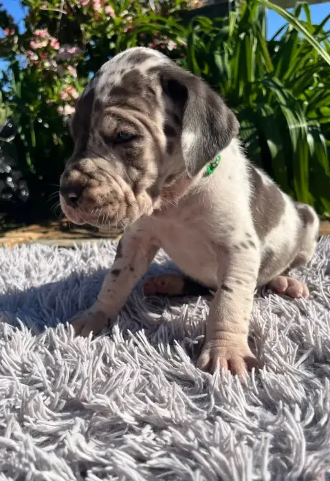 Dogue Allemand  Arlequine Collier Vert Des Terres De  00ee1 photo 2