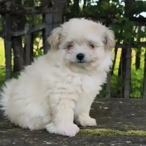 Chiot