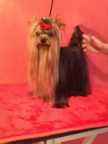 Yorkshire Terrier  Bounty Du Domaine De Naugigoutte 3e224 photo 3