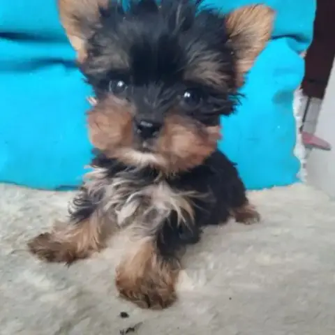 Yorkshire Terrier
