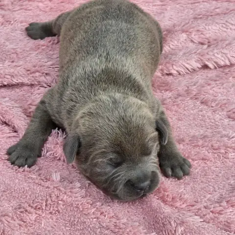 Staffordshire Bull Terrier 
                        B d6037 photo 3