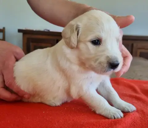 Golden Retriever  Chiot N°6 Des Hirondelles Du Voyage fe438 photo 2